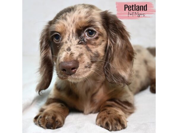 Dachshund--Female---Petland Fort Myers, Florida
