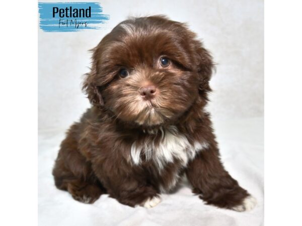 Havatzu--Male---Petland Fort Myers, Florida