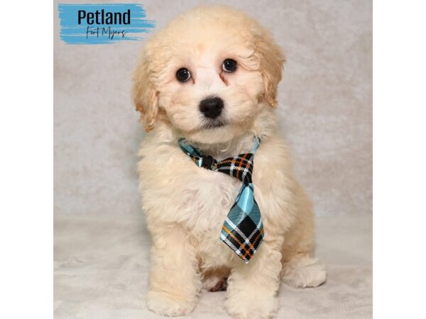 Bichapoo--Male---Petland Fort Myers, Florida
