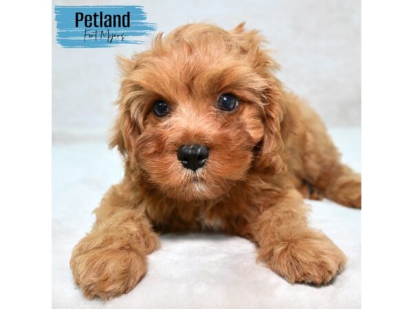 Cavapoo--Male---Petland Fort Myers, Florida