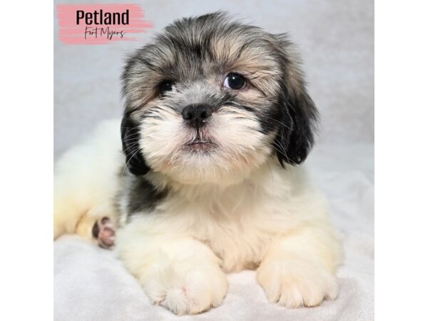 Lhasa Apso--Female---Petland Fort Myers, Florida