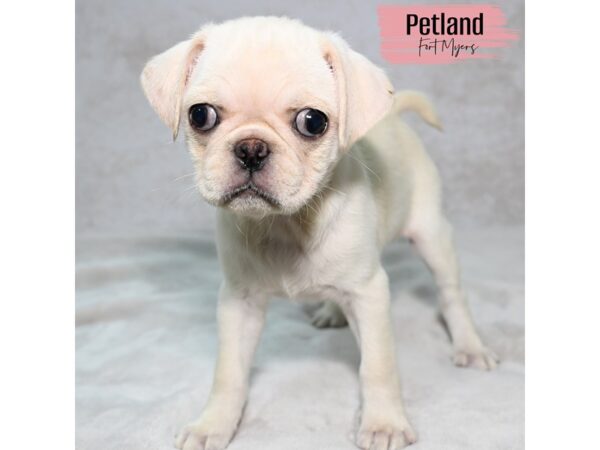 Pug--Female---Petland Fort Myers, Florida