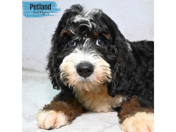 Bernedoodle--Male---Petland Fort Myers, Florida