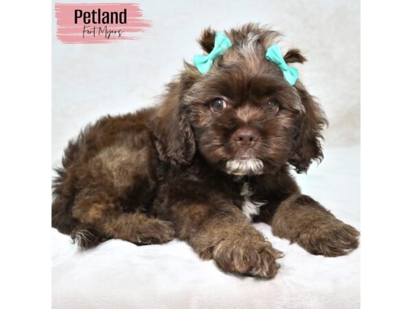 Cocker/Cavachon--Female---Petland Fort Myers, Florida