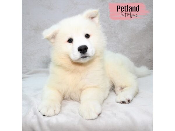 Samoyed--Female---Petland Fort Myers, Florida