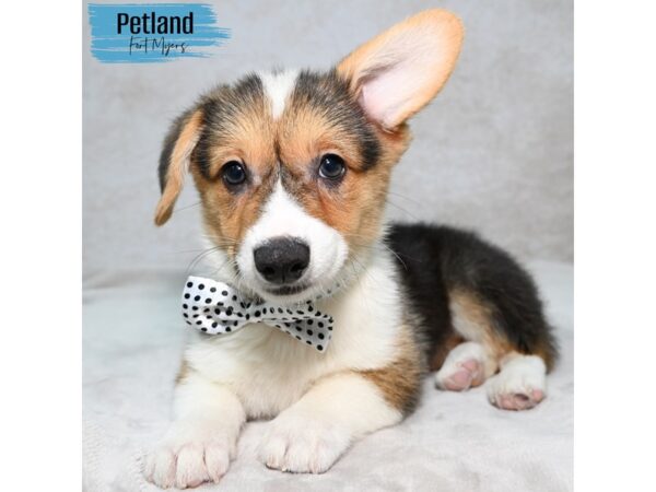Pembroke Welsh Corgi--Male---Petland Fort Myers, Florida