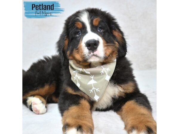 Bernese Mountain Dog--Male---Petland Fort Myers, Florida