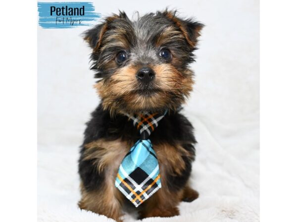 Yorkshire Terrier--Male---Petland Fort Myers, Florida