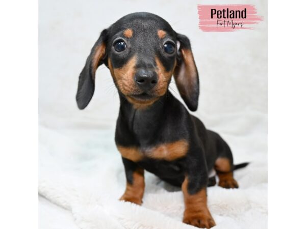 Dachshund--Female---Petland Fort Myers, Florida