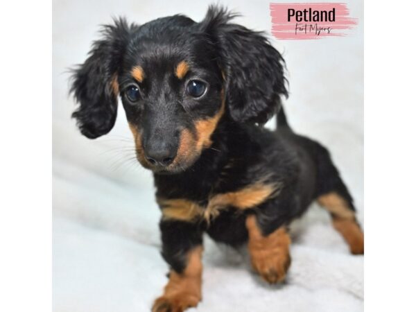 Dachshund--Female---Petland Fort Myers, Florida