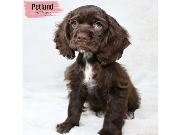 Cocker Spaniel--Female---Petland Fort Myers, Florida