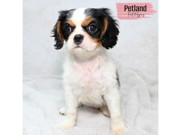 Cavalier King Charles Spaniel--Female---Petland Fort Myers, Florida
