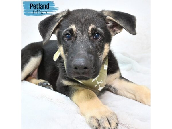 German Shepherd--Male---Petland Fort Myers, Florida