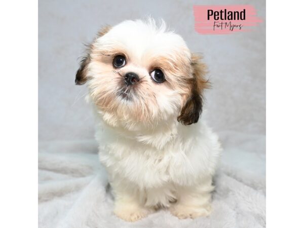 Shih Tzu--Female---Petland Fort Myers, Florida