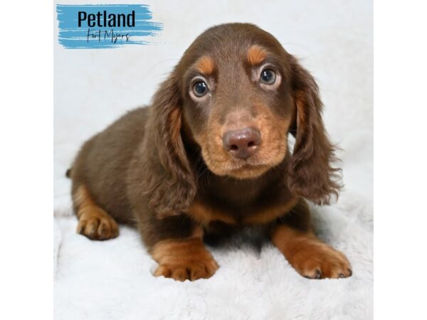 Dachshund--Male---Petland Fort Myers, Florida