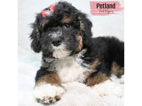 Mini Poodle/Bernedoodle--Female---Petland Fort Myers, Florida