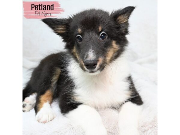 Shetland Sheepdog--Female---Petland Fort Myers, Florida