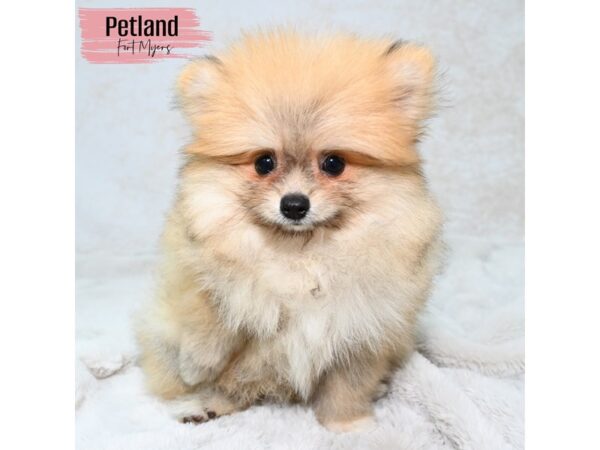 Pomeranian--Female---Petland Fort Myers, Florida