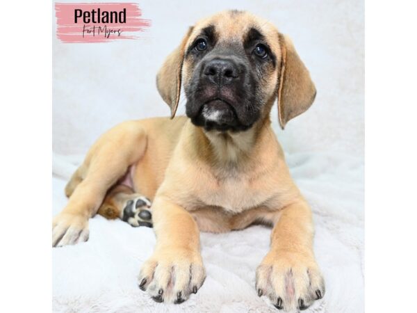 English Mastiff--Female---Petland Fort Myers, Florida