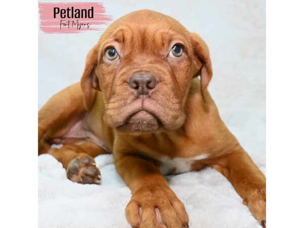 Dogue De Bordeaux--Female---Petland Fort Myers, Florida