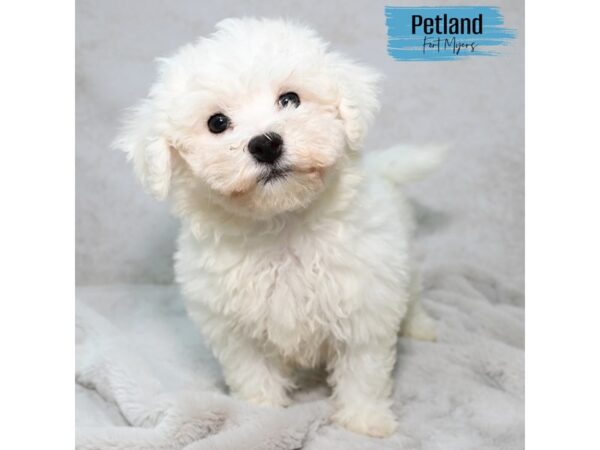 Bichon Frise--Male---Petland Fort Myers, Florida