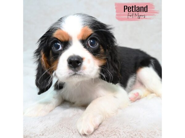 Cavalier King Charles Spaniel--Female---Petland Fort Myers, Florida