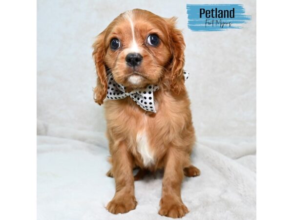 Cavalier King Charles Spaniel--Male---Petland Fort Myers, Florida