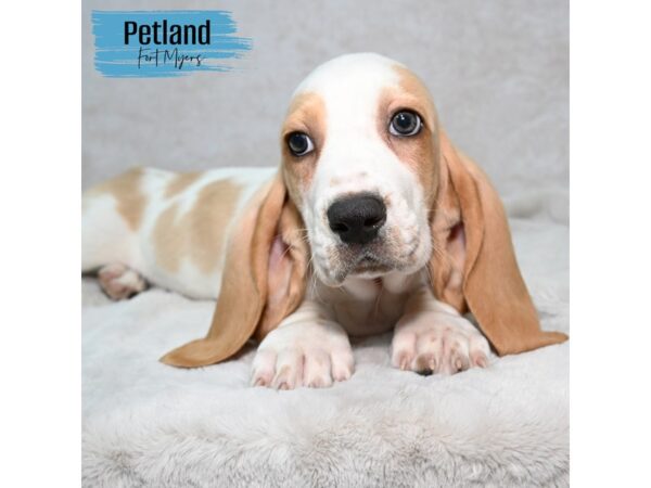 Basset Hound--Male---Petland Fort Myers, Florida