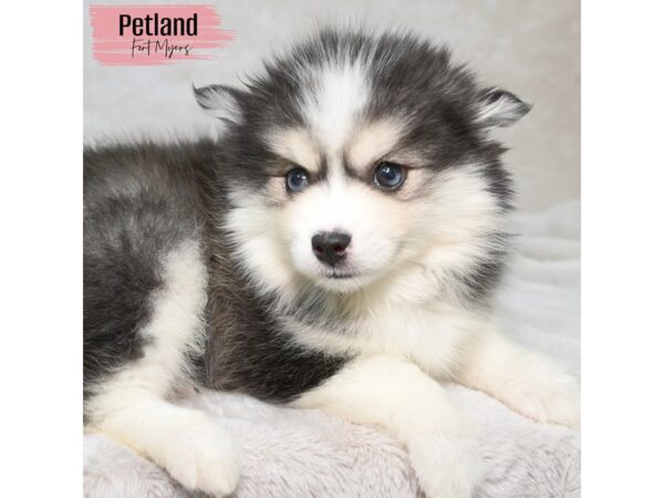 Pomsky--Female---Petland Fort Myers, Florida