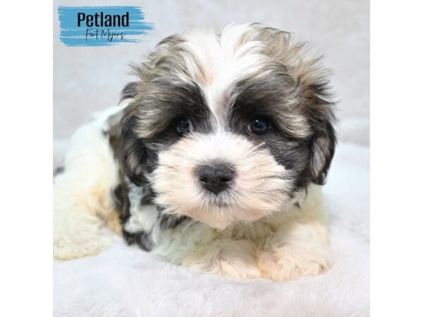 Havanese--Male---Petland Fort Myers, Florida