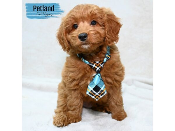 Goldendoodle Mini 2nd Gen--Male---Petland Fort Myers, Florida