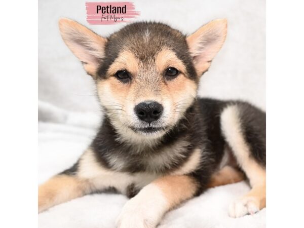 Shiba Inu--Female---Petland Fort Myers, Florida