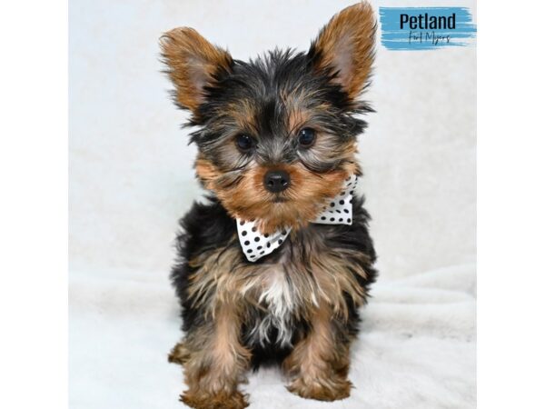 Yorkshire Terrier--Male---Petland Fort Myers, Florida