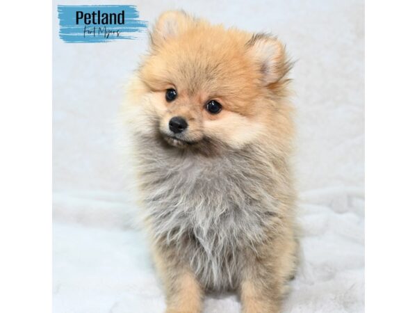 Pomeranian--Male---Petland Fort Myers, Florida