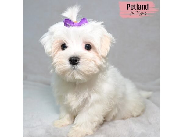 Maltese--Female---Petland Fort Myers, Florida