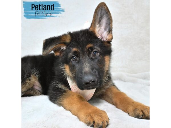 German Shepherd--Male---Petland Fort Myers, Florida