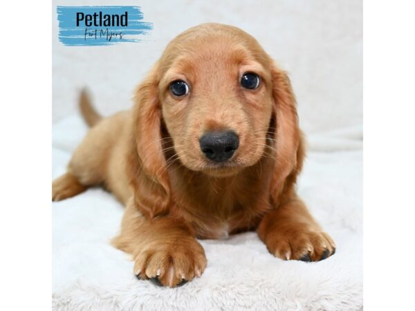 Dachshund--Male---Petland Fort Myers, Florida