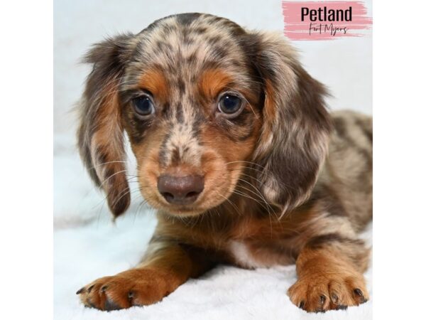 Dachshund--Female---Petland Fort Myers, Florida