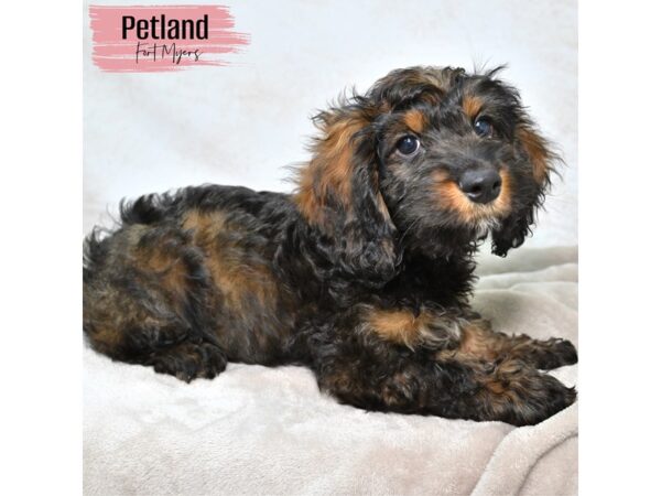 Cockapoo--Female---Petland Fort Myers, Florida
