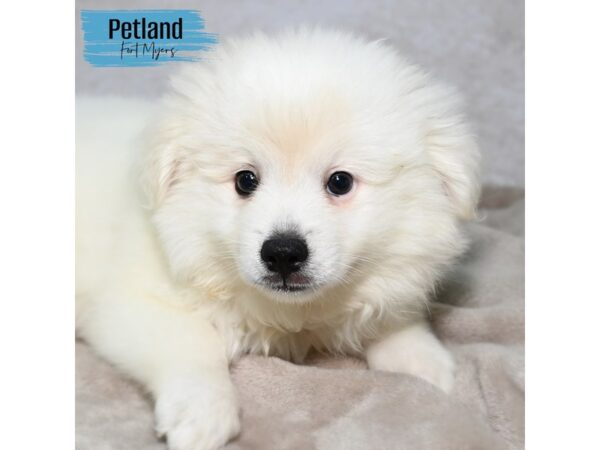 American Eskimo--Male---Petland Fort Myers, Florida