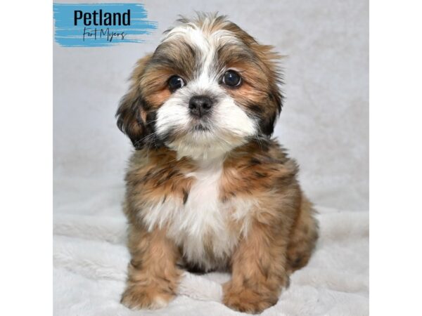 Lhasa Apso--Male---Petland Fort Myers, Florida