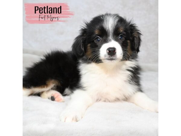 Miniature Australian Shepherd--Female---Petland Fort Myers, Florida