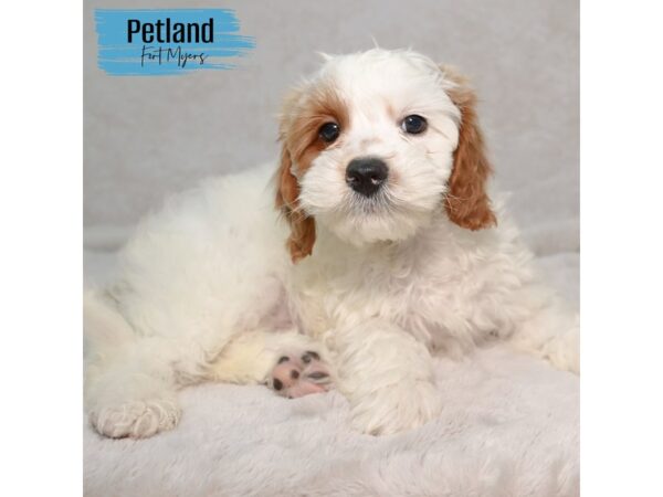 Cavapoo F2--Male---Petland Fort Myers, Florida