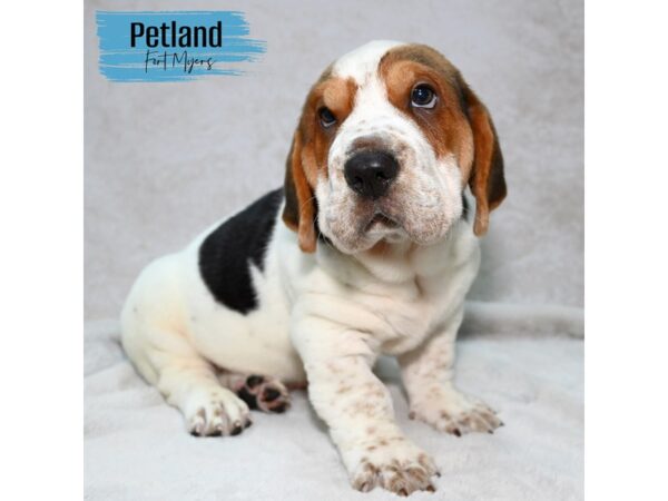 Walrus--Male---Petland Fort Myers, Florida