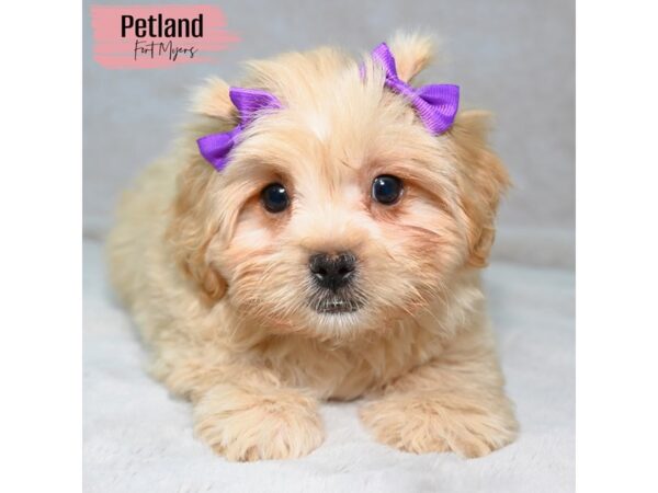 Pekeapoo--Female---Petland Fort Myers, Florida