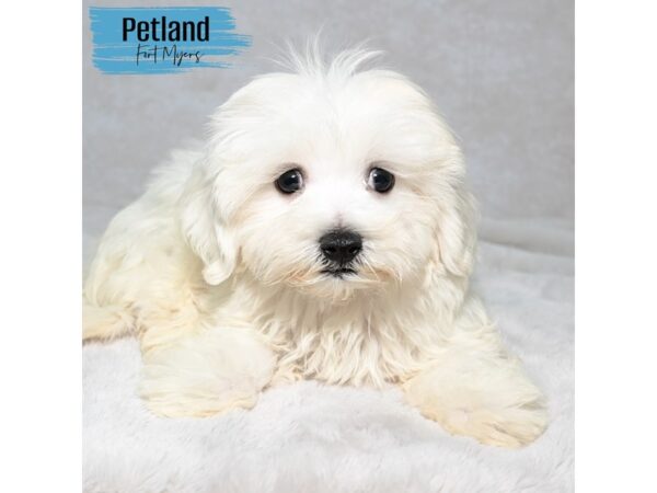 Maltese--Male---Petland Fort Myers, Florida