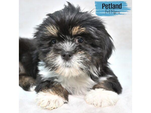 Lhasa Apso--Male---Petland Fort Myers, Florida