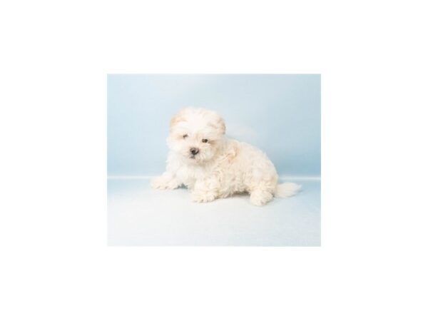 Latese--Male---Petland Fort Myers, Florida