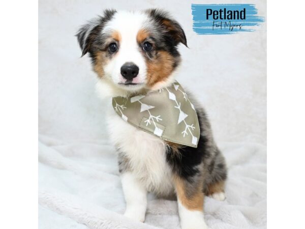 Miniature Australian Shepherd--Male---Petland Fort Myers, Florida