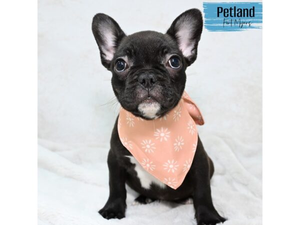 French Bulldog--Male---Petland Fort Myers, Florida